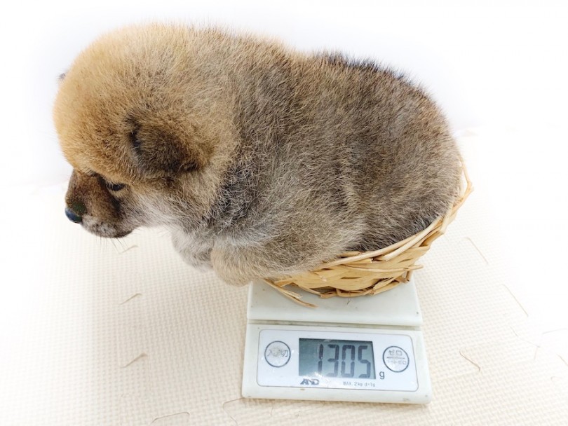 体重に応じてフード量を測定 | 柴犬 （814557） - 相模大塚店