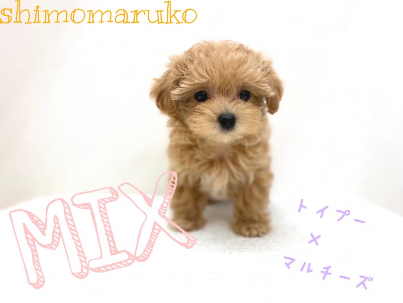 【 MIX マルプー 】優しいお顔の性格大人しめ女の子！