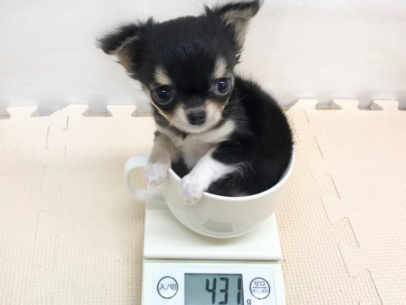 成犬時は2kg前後を予想 | チワワ （120211） - 今宿店