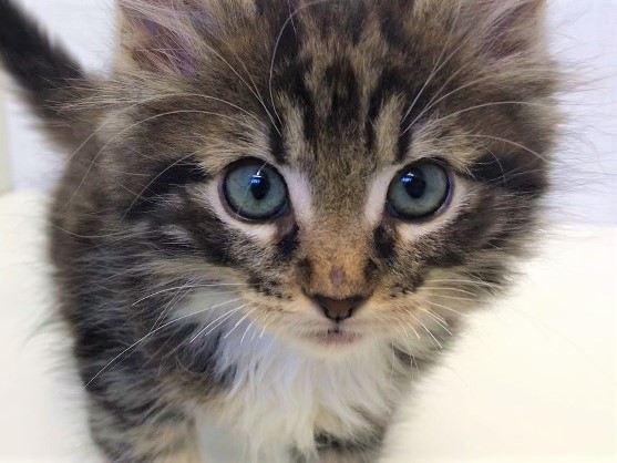 シュッと整ったお顔立ちは猫ちゃん界の王子様♡ | メインクーン （150004） - 東川口店