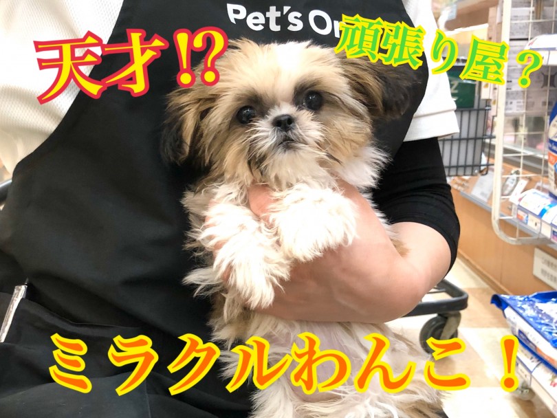【 シーズー 】城山店のよくある質問と天才ワンコ！