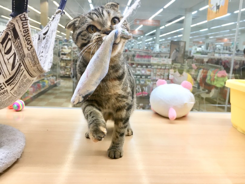 サンマだけは絶対に離さない | スコティッシュフォールド （118345） - 城山店