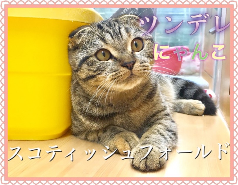 【 スコティッシュフォールド 】垂れ耳まる顔のツンデレにゃんこ
