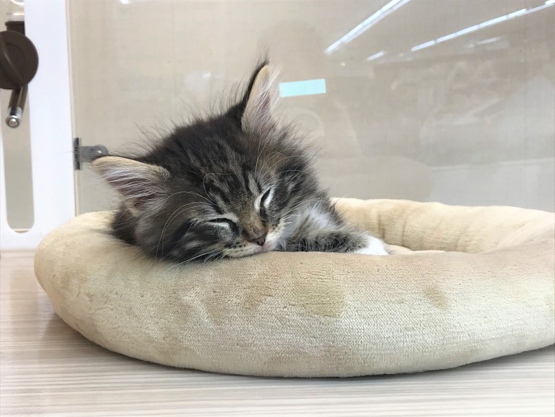 初めて猫を飼う人でも安心なまったりさん♡ | メインクーン （150004） - 東川口店