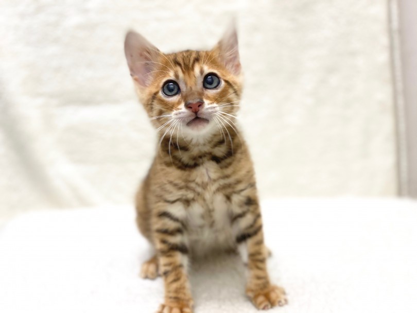 1980年代前後に誕生したかなり新しい猫種 | トイガー （116365） - 下丸子店