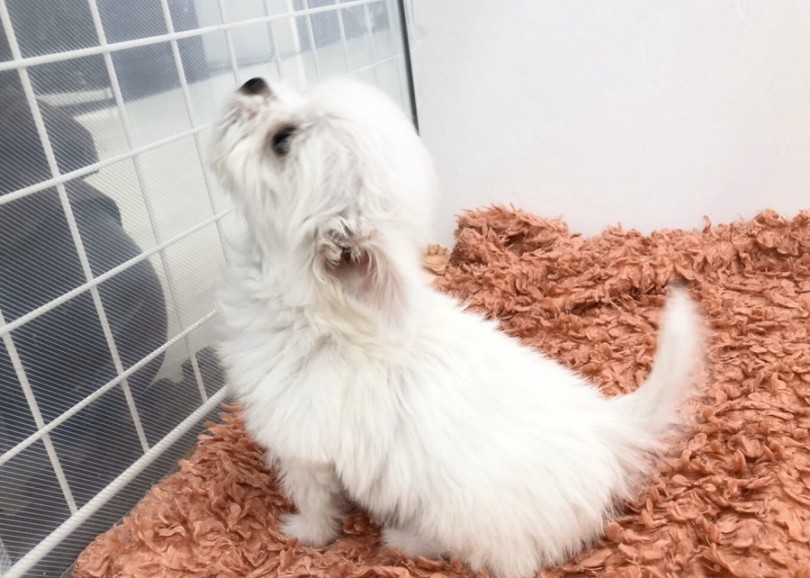 手のひらにスッポリおさまってしまう | MIX犬 （311900） - 港北ニュータウン店