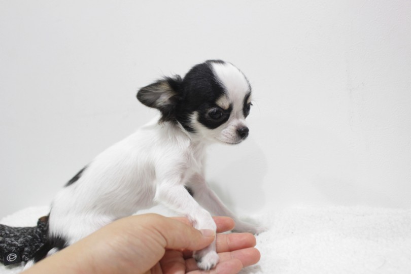 白楽店では子犬の頃から体のいろんな部分を触る練習を行ってます | チワワ （11637） - 横浜 白楽店