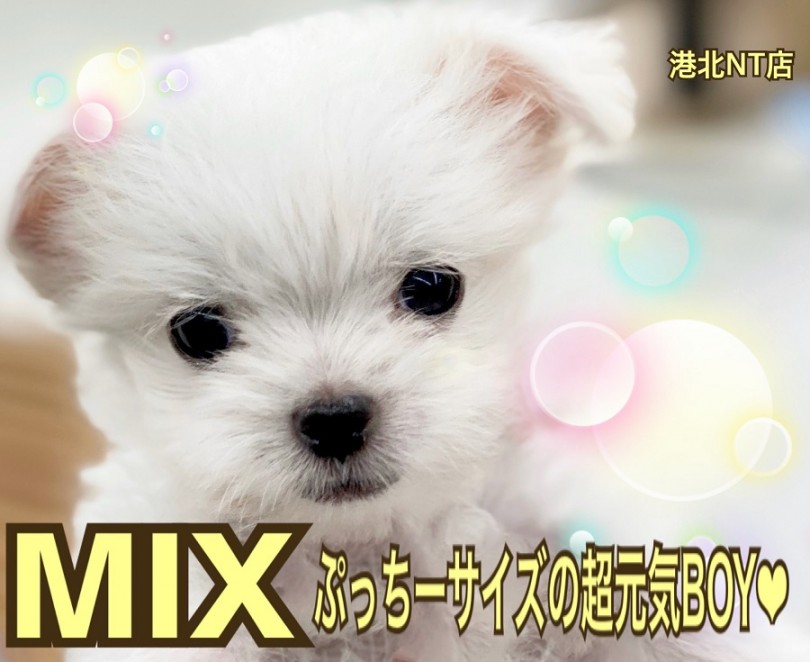 【 ミックス犬 】港北NTにぷっちーサイズの超元気BOY登場！