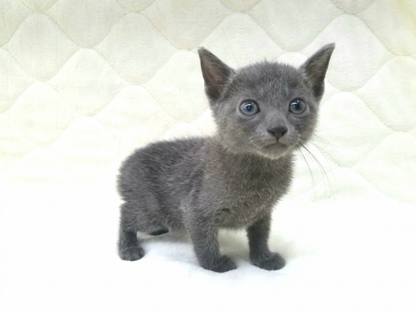 別名ボイスレスキャットといわれるほど鳴くことが少ない猫ちゃん | ロシアンブルー （117228） - 鎌ヶ谷店