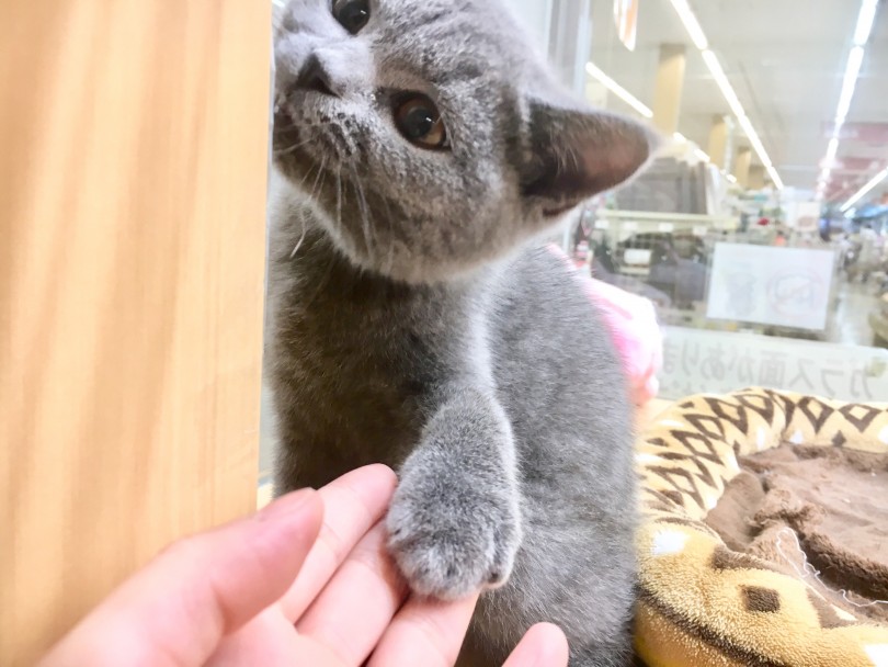 入店当初から甘えん坊のブリちゃん | ブリティッシュショートヘア （118375） - 城山店
