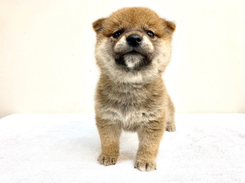 丸みのある二頭身ボディ | 柴犬 （6130840） - 大倉山店