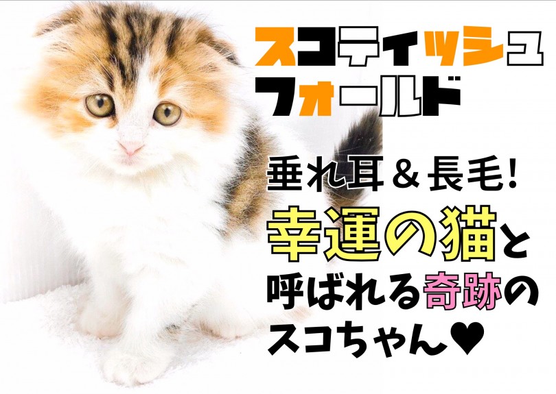 【 スコティッシュフォールド 】垂れ耳＆長毛!幸運の猫と呼ばれる奇跡のにゃんこ!