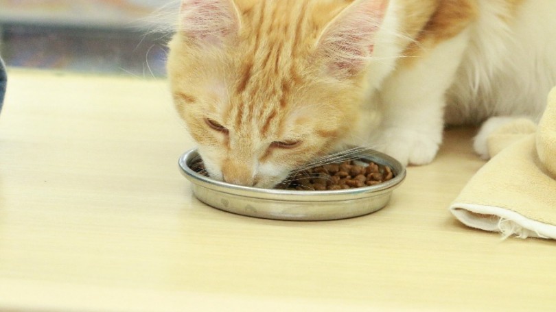 お皿を置いた瞬間にすぐ食べ始めてしまうくらい食欲旺盛 | メインクーン （119168） - 梅島店