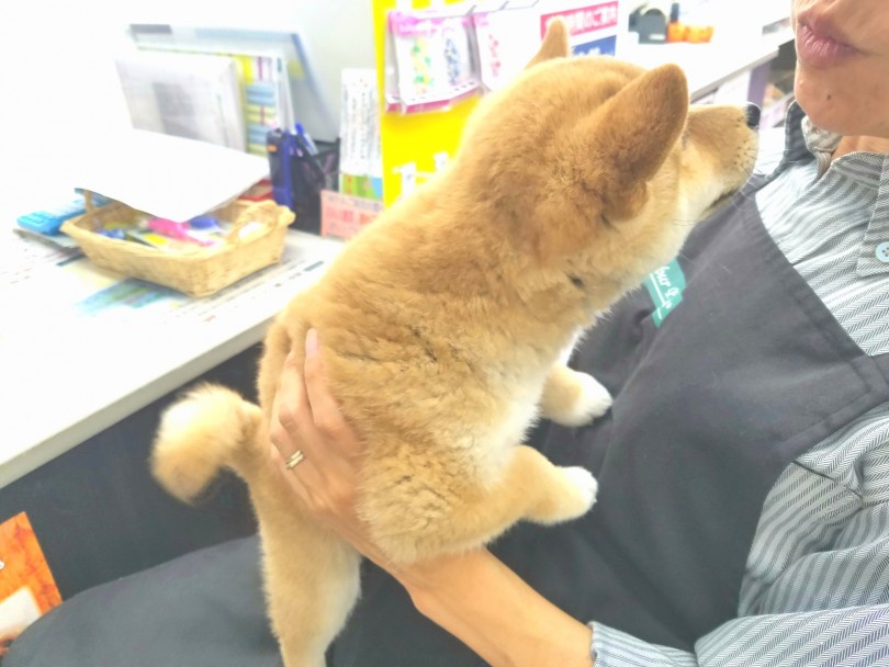 人に慣れる特訓中 | 柴犬 （117226） - 鎌ヶ谷店