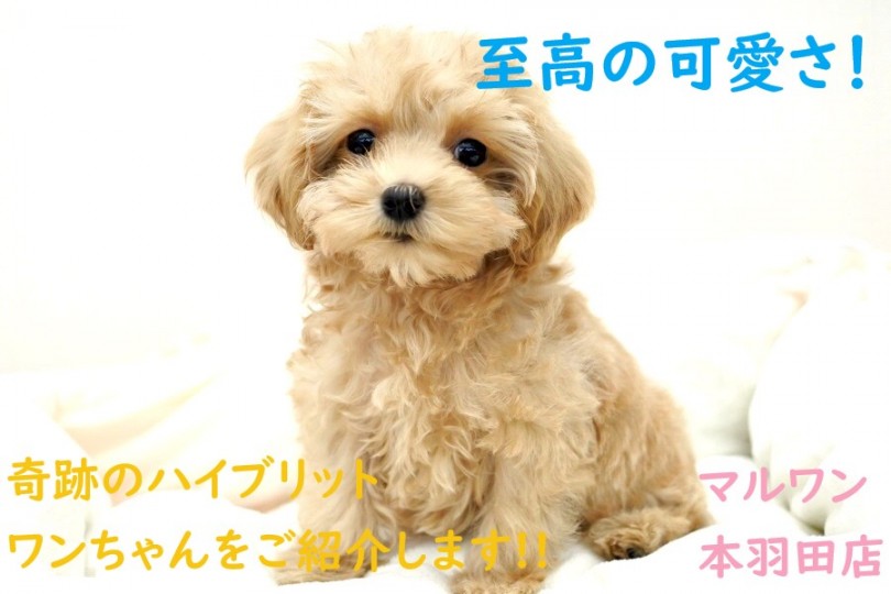【 MIX 】至高の可愛さ！奇跡のハイブリットワンちゃんをご紹介します！