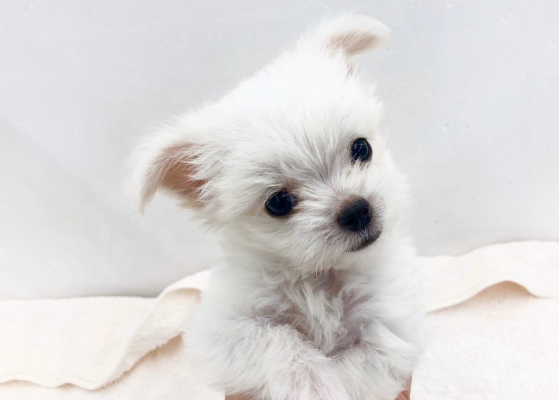 パパママどっちに似てるかな？ | MIX犬 （311900） - 港北ニュータウン店