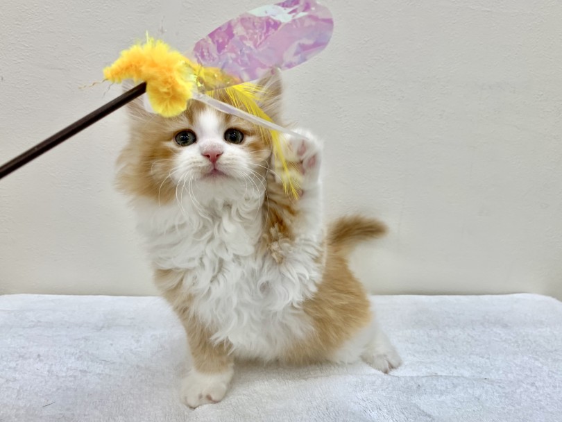 エンドレスで猫じゃらせてくれます | ノルウェージャンフォレストキャット （130168） - 高井戸店