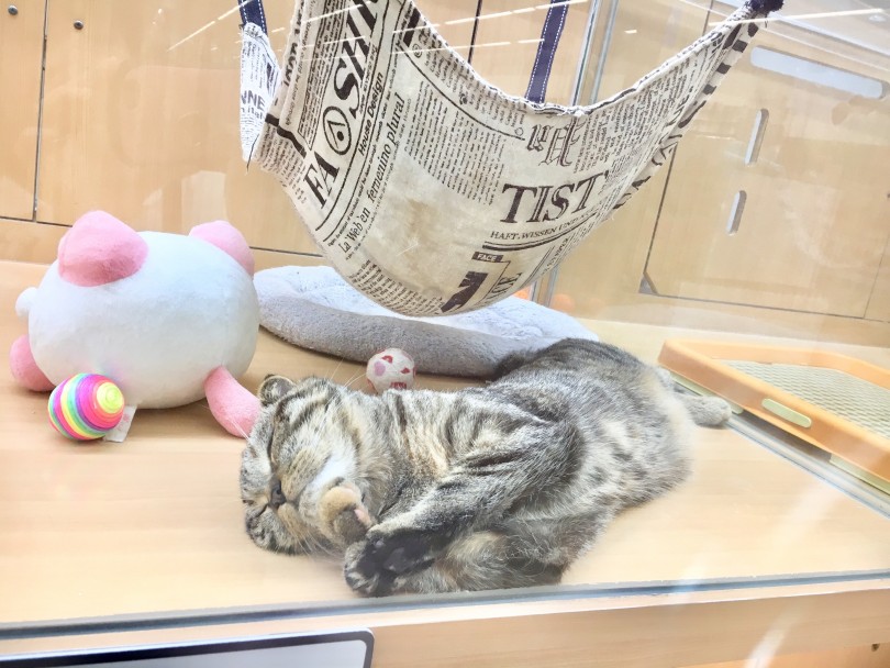 どんな夢を見ているのか気になる寝かた♡ | スコティッシュフォールド （118345） - 城山店
