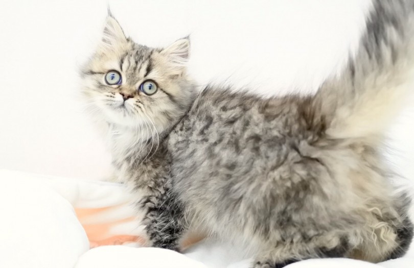 子猫特有の柔らかい被毛が残っており可愛らしい感じ | ペルシャ （512616） - 本羽田店