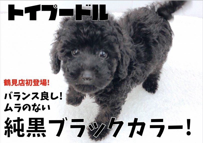 【 トイプードル 】バランス良し!ムラのない純黒ブラックカラー!鶴見店初登場!