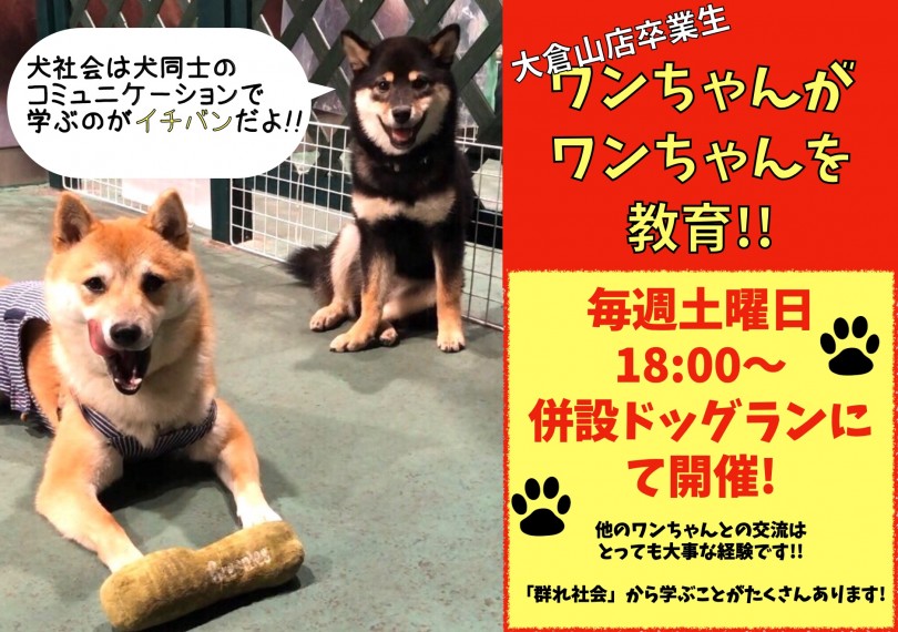 【 社交性トレーニング 】大倉山店卒業生ワンちゃんがワンちゃんを教育!