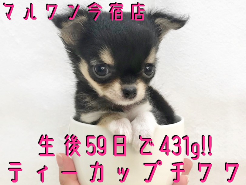 【 チワワ 】ティーカップにすっぽり！オリジナルポイント満載の小さなアイドル！