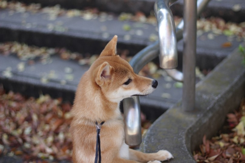 落ち葉や砂の感覚が初めてでドキドキの豆柴ちゃん | 豆柴 (11632) - 横浜 白楽店
