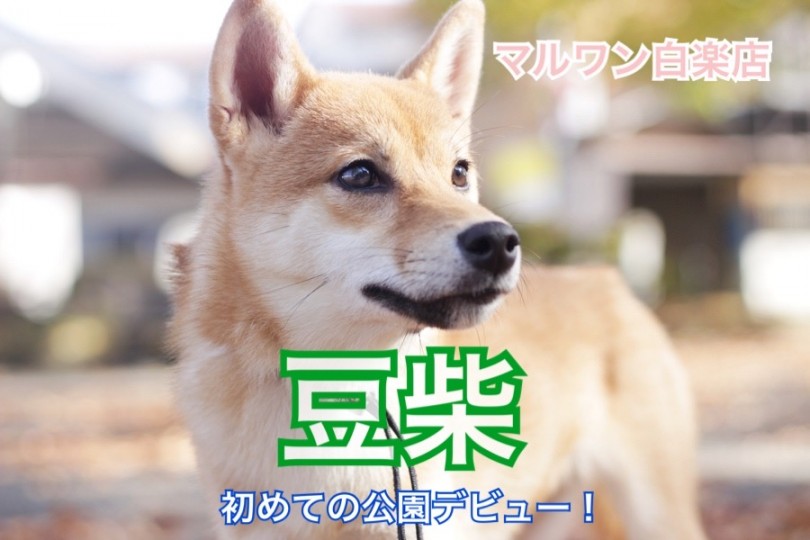 【 豆柴 】セカンドインプレ！初めての公園デビューの様子を大公開！