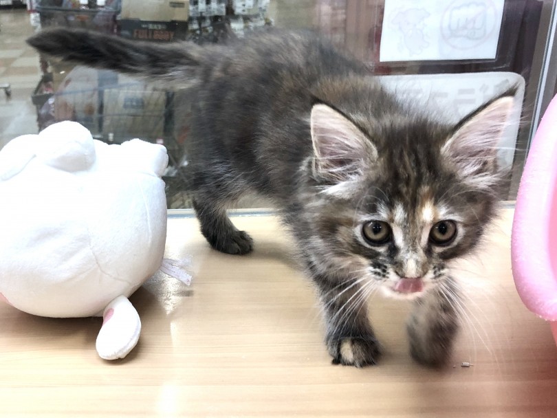 魅惑の大型長毛猫 | メインクーン （118384） - 城山店