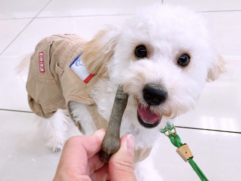 与えっぱなしにしない | 歯磨きガムの与え方講座 - 大倉山店