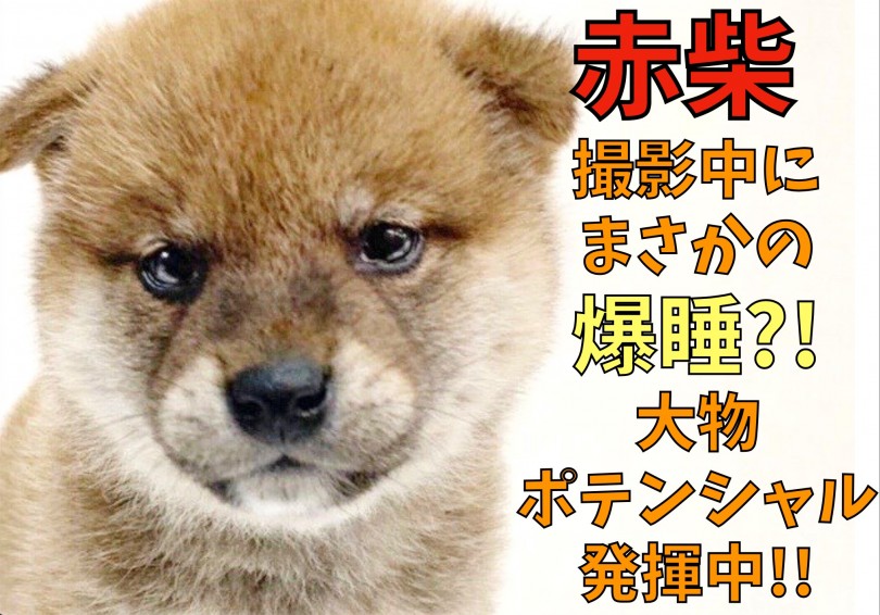 【 柴犬 】撮影中にまさかの爆睡?!大物ポテンシャル発揮中!二頭身の赤柴君!
