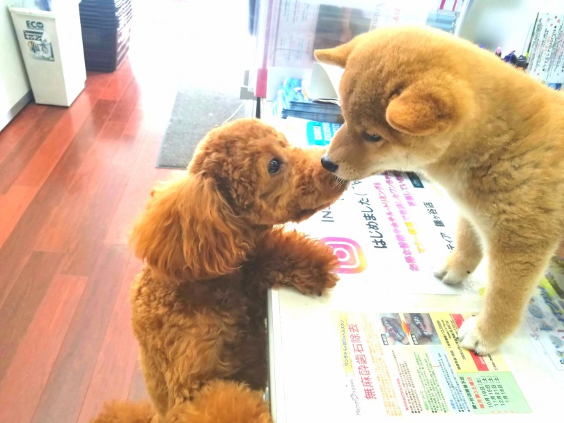 看板犬しじみちゃんにもご挨拶 | 柴犬 （117226） - 鎌ヶ谷店