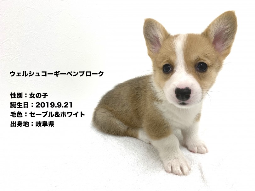 極上の癒し コーギーちゃん | ウェルシュコーギーペンブローク （140272） - 横浜 元町店