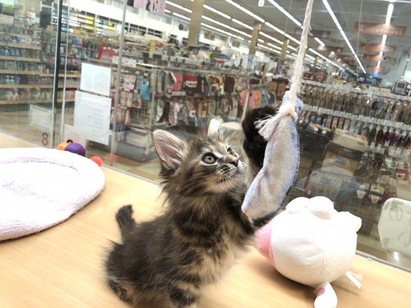 メインクーンにとって今はかなりレアな時！ | メインクーン （118384） - 城山店