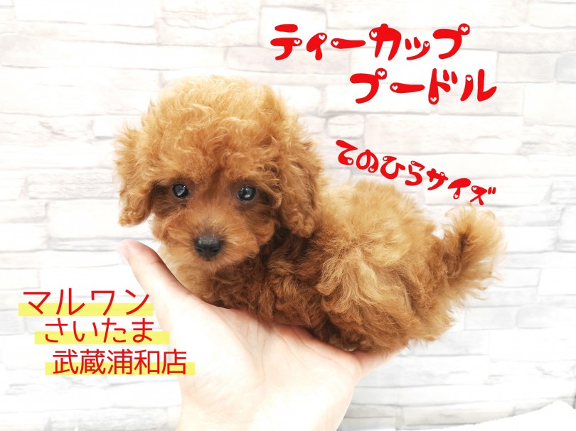 【 ティーカッププードル 】生後72日で体重655g！手のひら極小プードル！