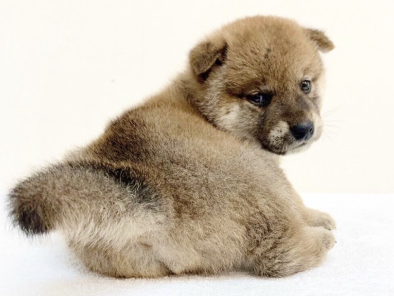 お尻が見えちゃいました!! | 柴犬 （6130840） - 大倉山店