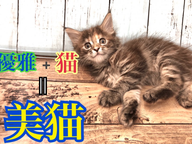 【 メインクーン 】はるか昔から変わらず愛される優雅な猫