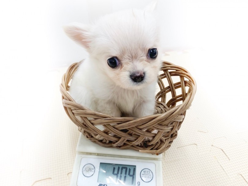 成犬時には2.3kg前後を予想 | チワワ （814559） - 相模大塚店