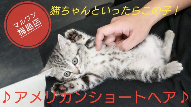 【 アメリカンショートヘア 】おでこにMマーク！猫ちゃんといえばこの子でしょ！