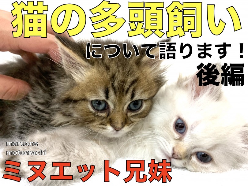 【 ミヌエット兄妹-後編 】兄妹で入店！猫の多頭飼いについて語ります！