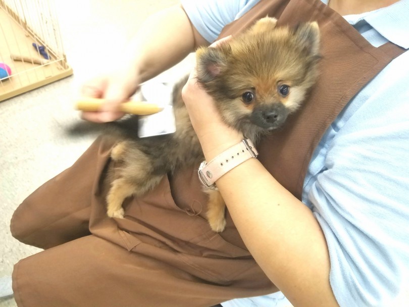  | ポメラニアン （117223） - 鎌ヶ谷店