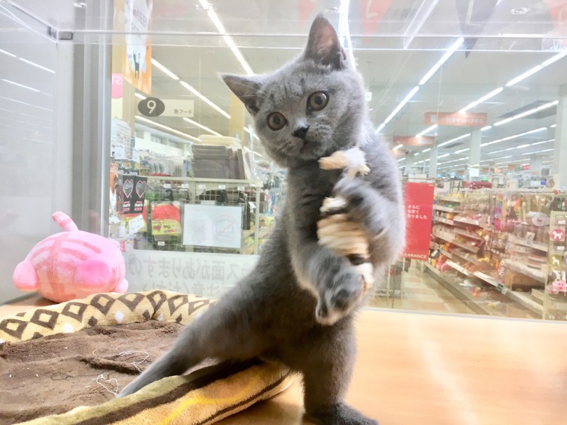 両手でキャッチ | ブリティッシュショートヘア （118375） - 城山店