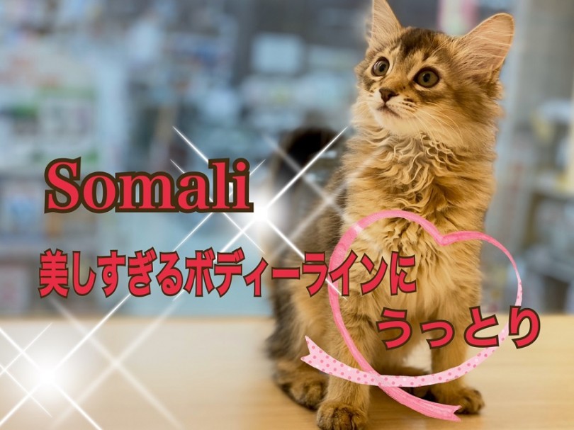 【 ソマリ 】美しすぎるボディーラインにうっとり♡