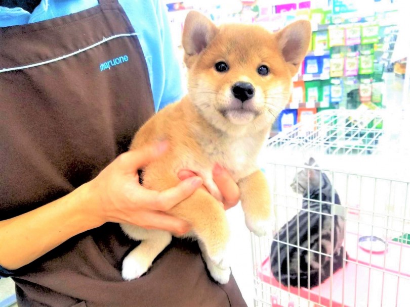 足は靴下を履いています！ | 柴犬 （117226） - 鎌ヶ谷店