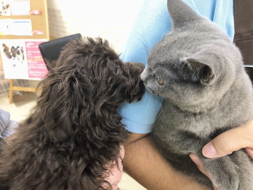 ワクチンカリキュラムが終わって多頭飼いにもおすすめ | ブリティッシュショートヘア （713648） - 鶴見店