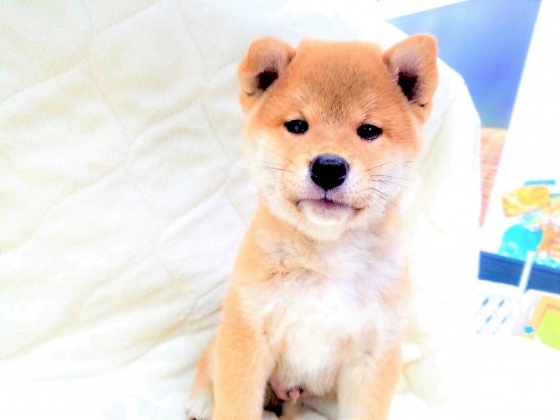 まんまるの顔がかわいい！ | 柴犬 （117226） - 鎌ヶ谷店