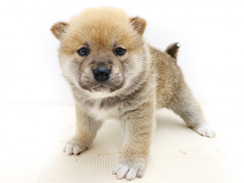 眠そうな感じ | 柴犬 （814557） - 相模大塚店
