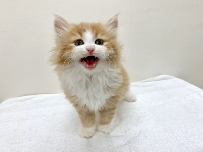 愛情たっぷりのノルちゃんと過ごす時間はご家族だけの特権 | ノルウェージャンフォレストキャット （130168） - 高井戸店