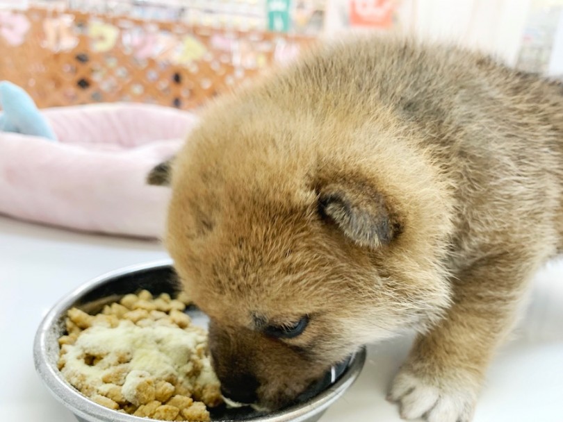 眠気より食欲 | 柴犬 （814557） - 相模大塚店