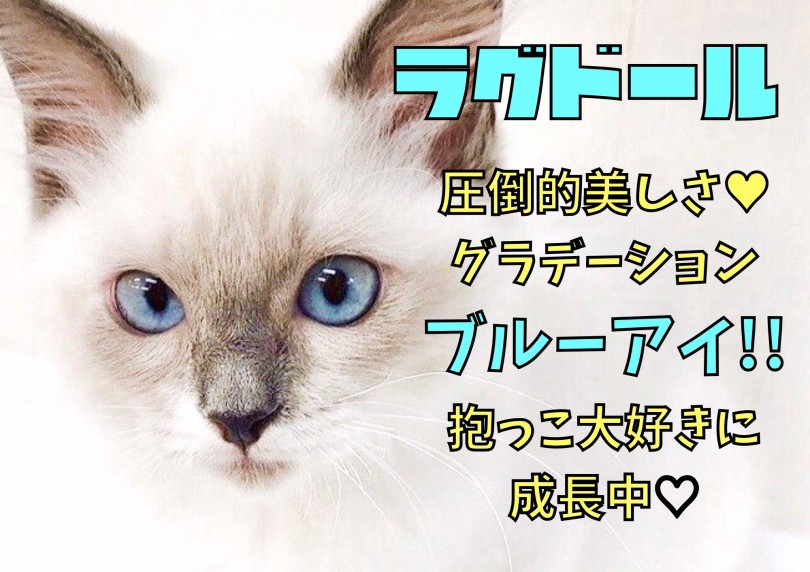 【 ラグドール 】圧倒的美しさのグラデーションブルーアイ！抱っこ大好きに成長中！